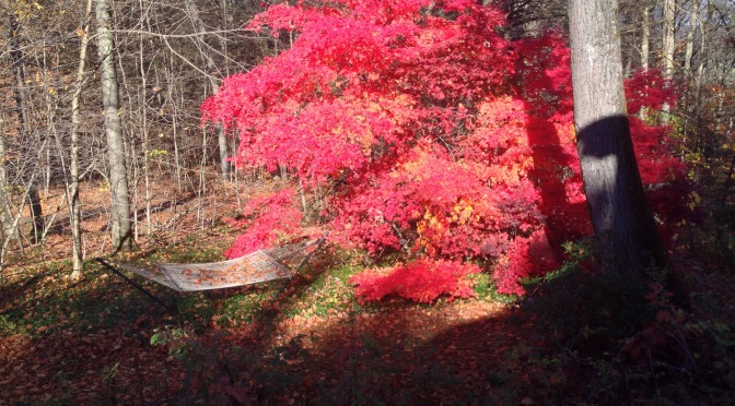 Autumn woods, a meditation